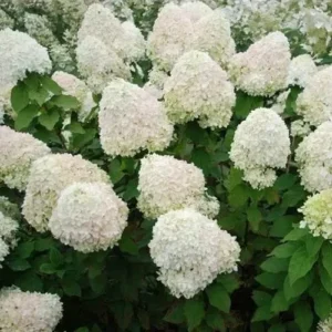 Гортензия метельчатая 'Фантом' (Hydrangea paniculata 'Phantom') С5