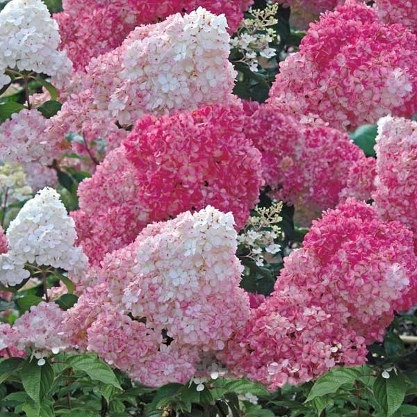 Гортензия метельчатая 'Ванилла Фрейз' (Vanille Fraise) С2